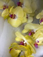 Elegance in Orchids - Image 4