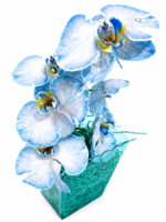 Elegancia en orquídeas - Imagen 2