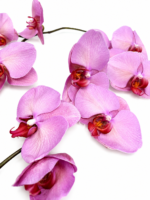 Elegancia en orquídeas - Imagen 3
