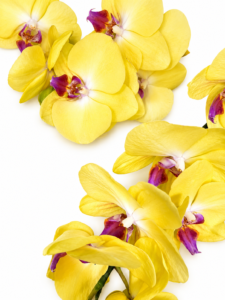 Elegancia en orquídeas - Imagen 4