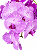Elegancia en orquídeas - Imagen 5