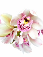 Elegancia en orquídeas - Imagen 6