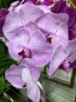 Elegance in Orchids - Image 5