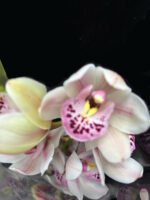 Elegance in Orchids - Image 6